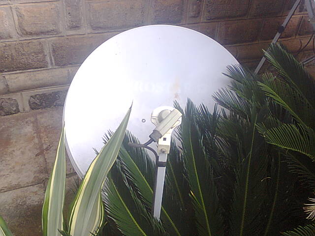 Make Sure Vegetation Does Not Cover Your Satellite Dish