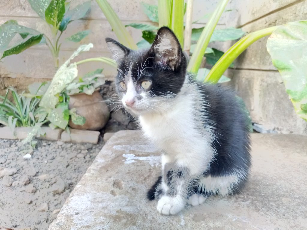 camon-cx-photo-with-hdr