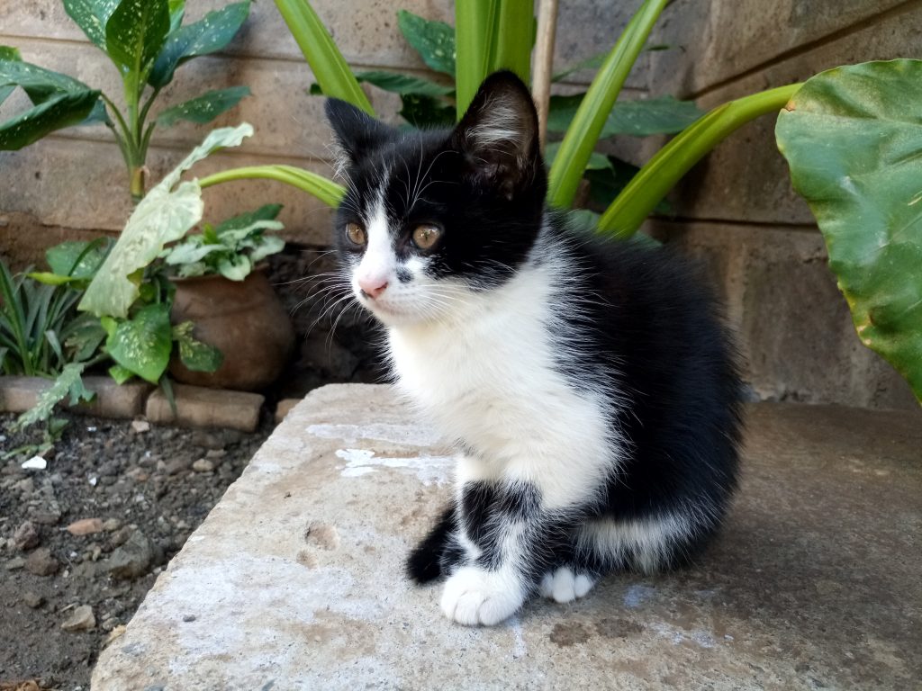 camon-cx-photo-without-hdr